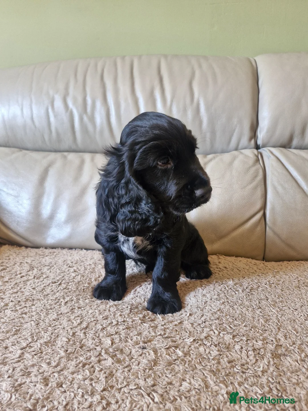 Sprocker dogs for sale: 9week old sprocker/cocker boy puppy for sale in Torquay - Advert 5