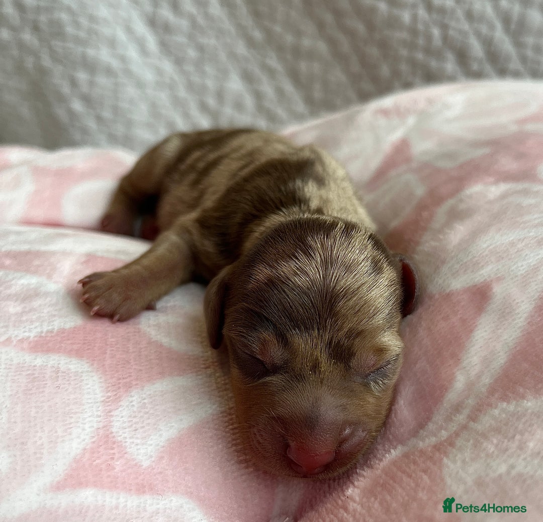 Miniature Dachshund dogs for sale: Miniture dashaund puppies long haired and dapple - Image 13