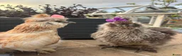 Chickens poultry for sale: 3 beautiful female silkies  - Advert 14
