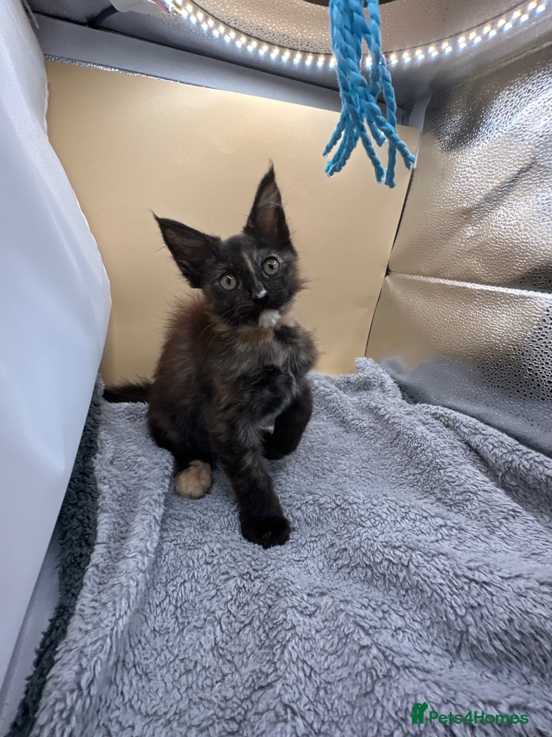 Maine Coon cats for sale: Xl mainecoon kittens full breed non reg  - Image 3