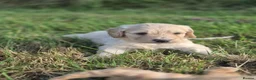 Cockapoo dogs for sale: 5 excellent F1 cockapoos  - Advert 5