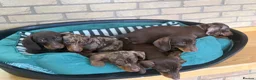 Dachshund dogs for sale: Lovely Dachshunds!  - Advert 3