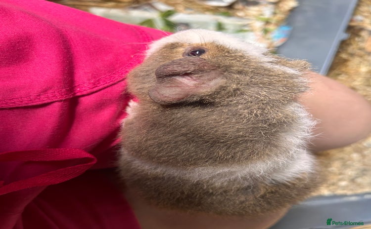 Guinea Pig rodents - Advert 1