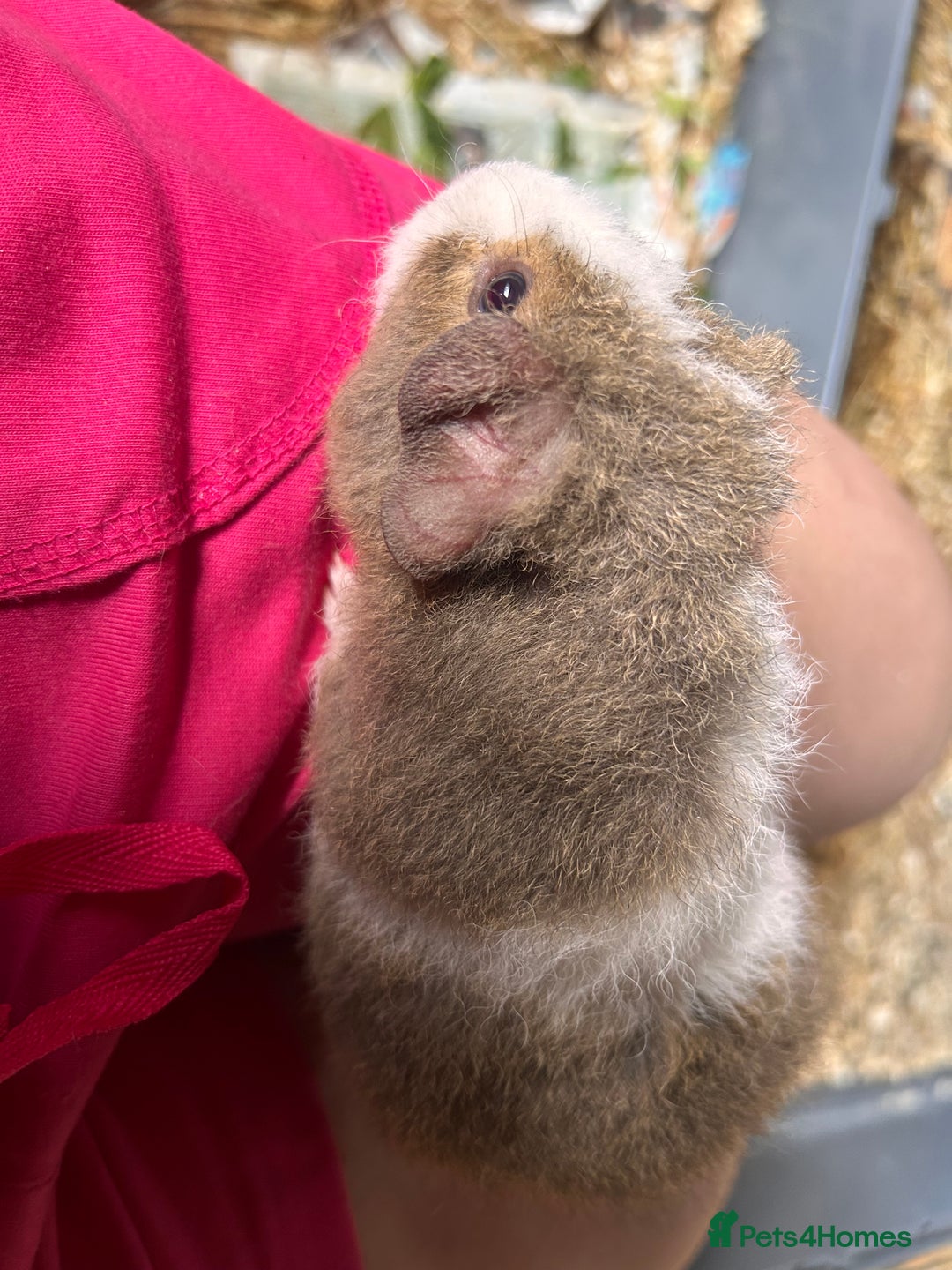 Guinea Pig rodents for sale: Teddy boar guinea pigs  - Image 1