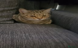 Bengal cats for sale: Two loving Bengal Mix Sisters - Image 5