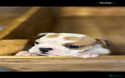 English Bulldog dogs for sale: English bulldogs  - Image 11