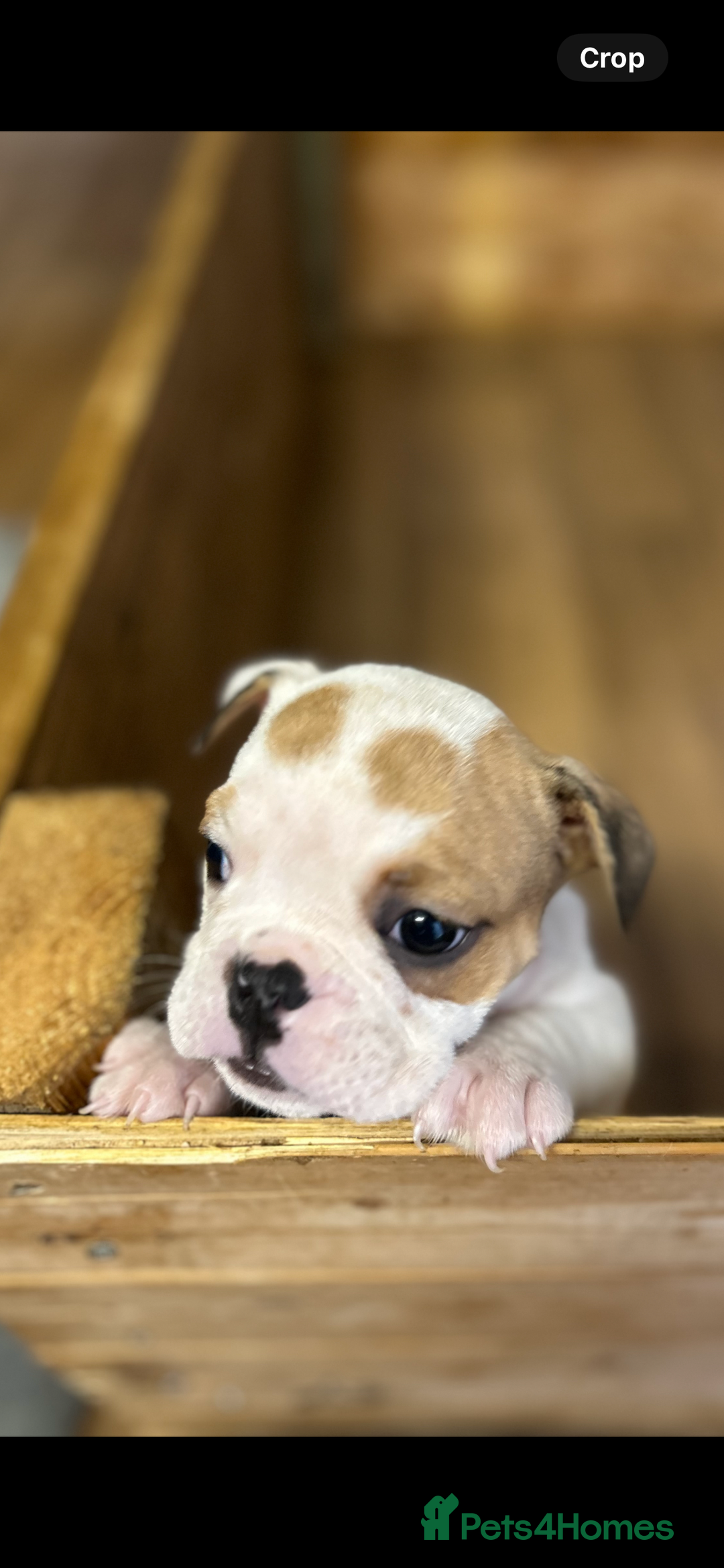 English Bulldog dogs for sale: English bulldogs  - Image 11