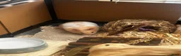 Hamster rodents for sale: Male Syrian hamster and cage  - Advert 3