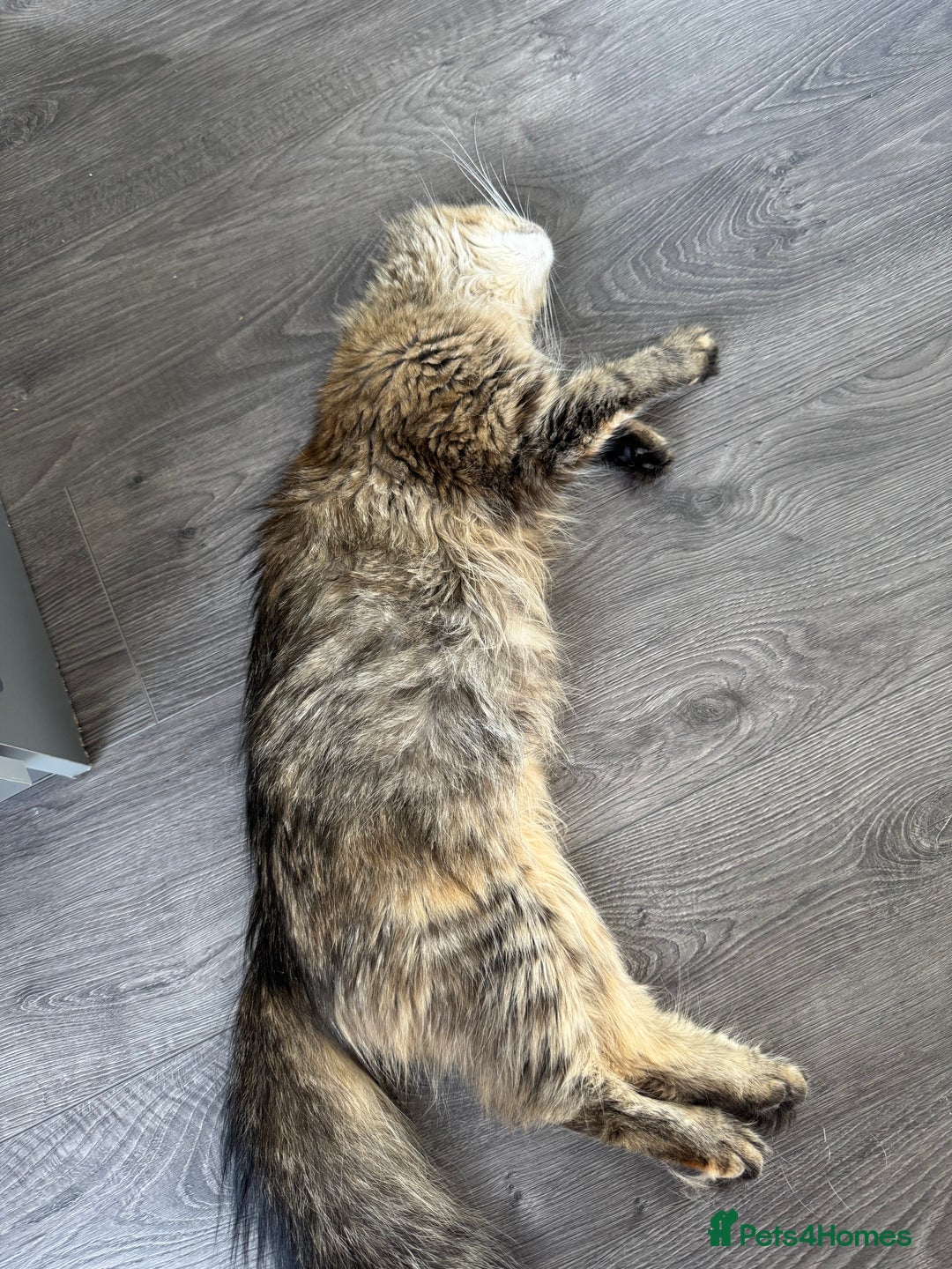 Mixed Breed cats for sale: Loving home needed for Scarlett - Image 2