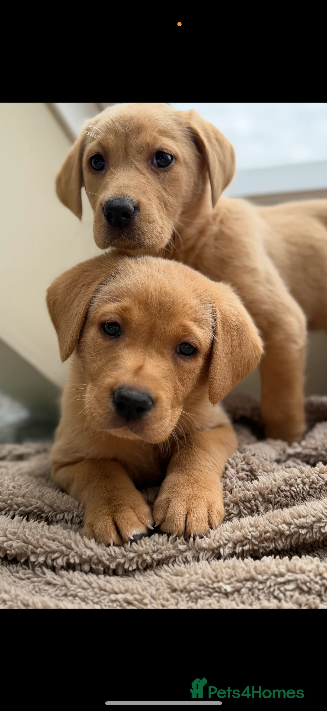 Labrador Retriever dogs for sale: Labrador retriever  - Advert 2