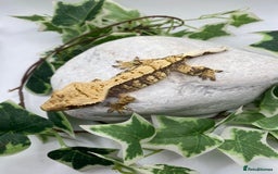 Gecko reptiles for sale: Lily whites and tri colour harliquin  £40/60 - Image 11
