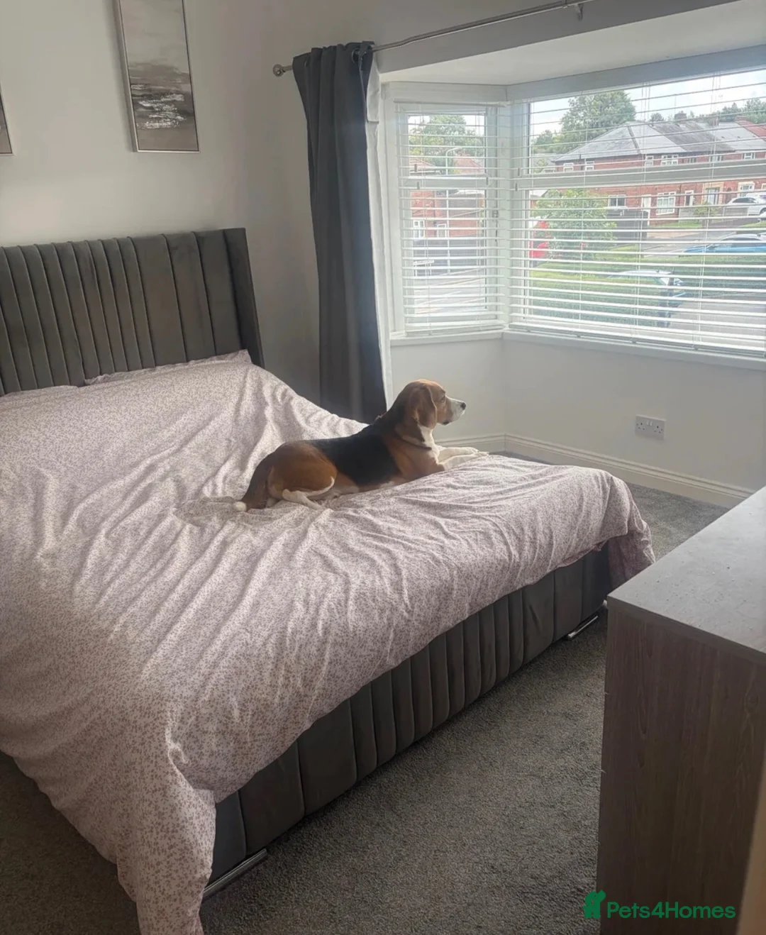Beagle dogs for sale: Beagle  - Advert 5