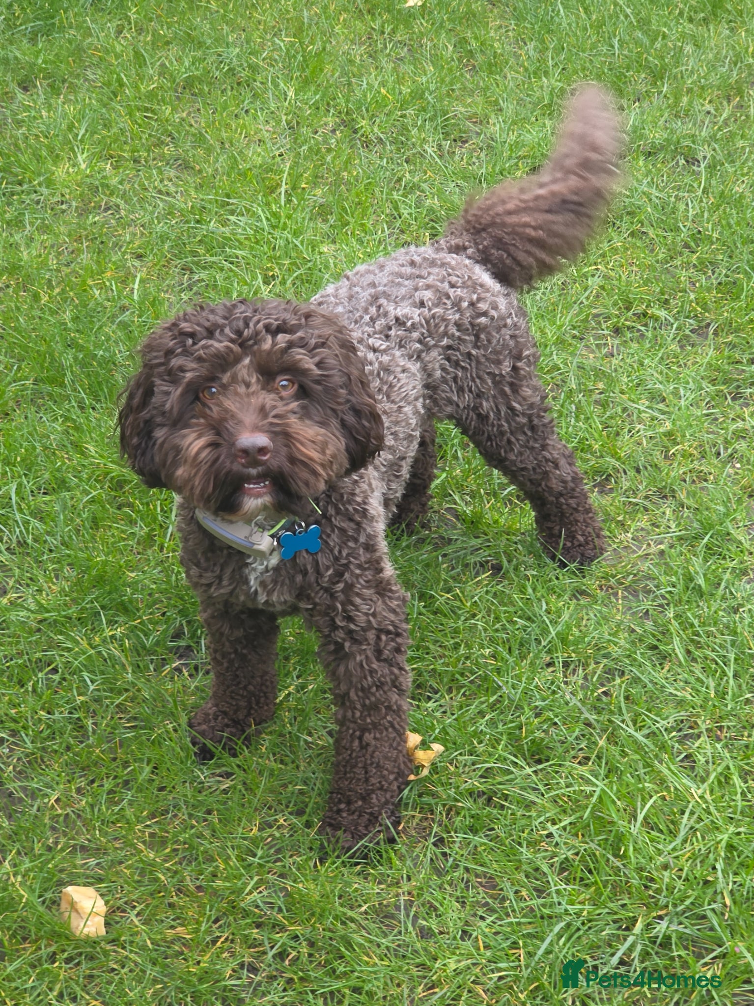 Cockapoo dogs Exceptional Chocolate F1 Cockapoo Stud North Essex - Advert 1