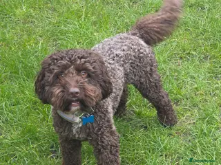 Cockapoo dogs Exceptional Chocolate F1 Cockapoo Stud North Essex - Advert 1