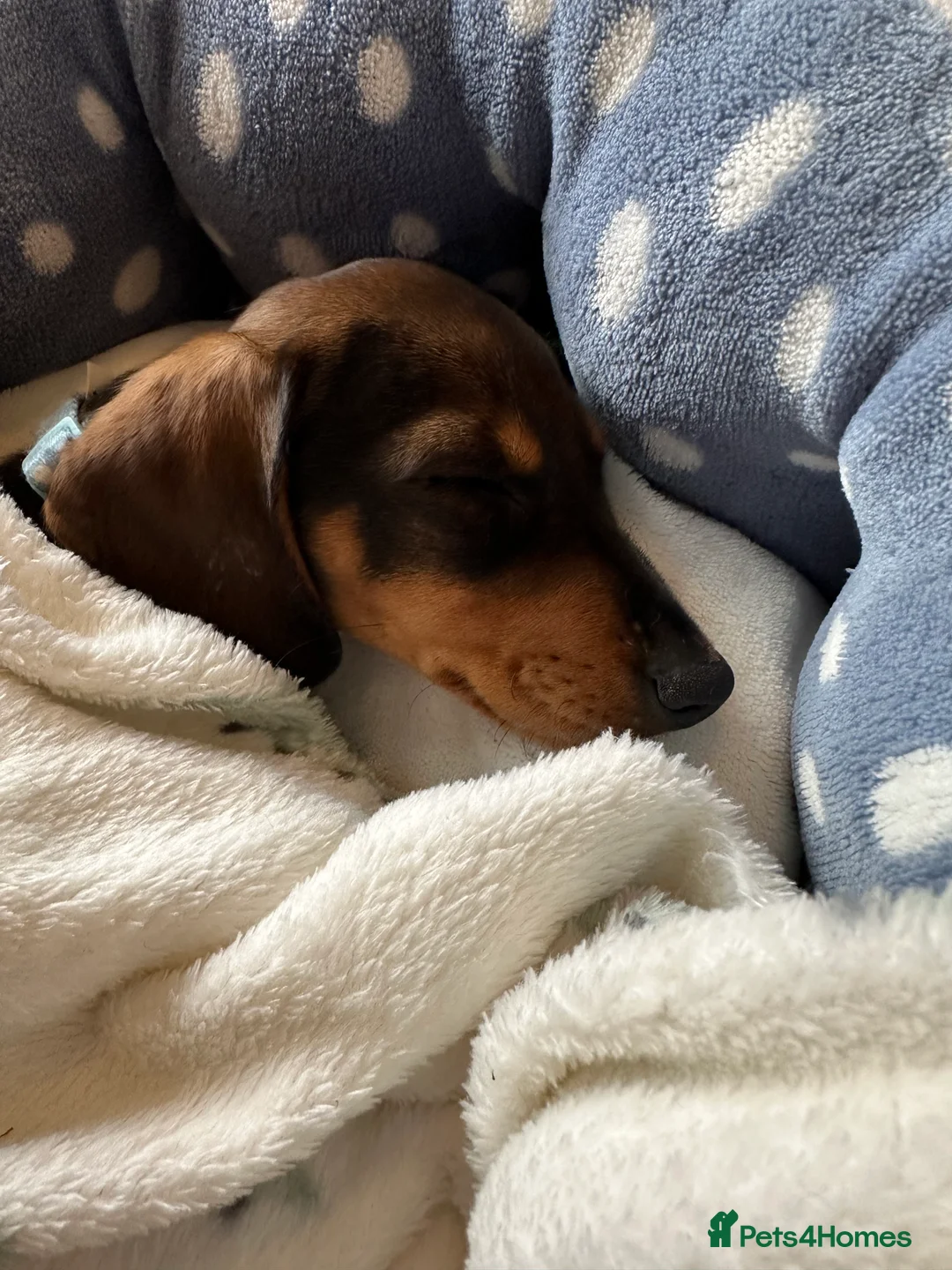 Miniature Dachshund dogs for sale: Miniature Dachshund Female. 6 Month’s Old.  - Advert 7