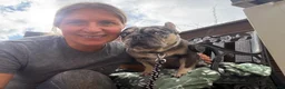 Mixed Breed dogs for adoption: ❤️🐶 CONNIE– AN AMAZING LITTLE FRENCHIE in Lichfield - Advert 10