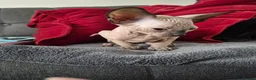 Sphynx cats for sale: Canadian sphynx kittens looking for home in Oldbury - Advert 2
