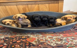 Goldador dogs for sale: GORGEOUS GOLDADORS  - Image 11