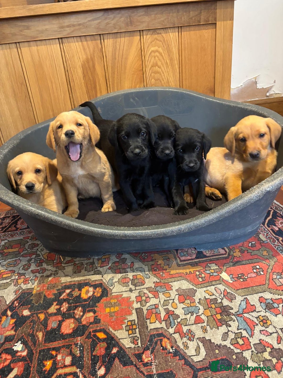 Goldador dogs for sale: GORGEOUS GOLDADORS  - Image 11