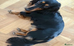 Miniature Dachshund dogs for sale: Family-Raised Miniature Long Haired Doxie Puppies - Image 4