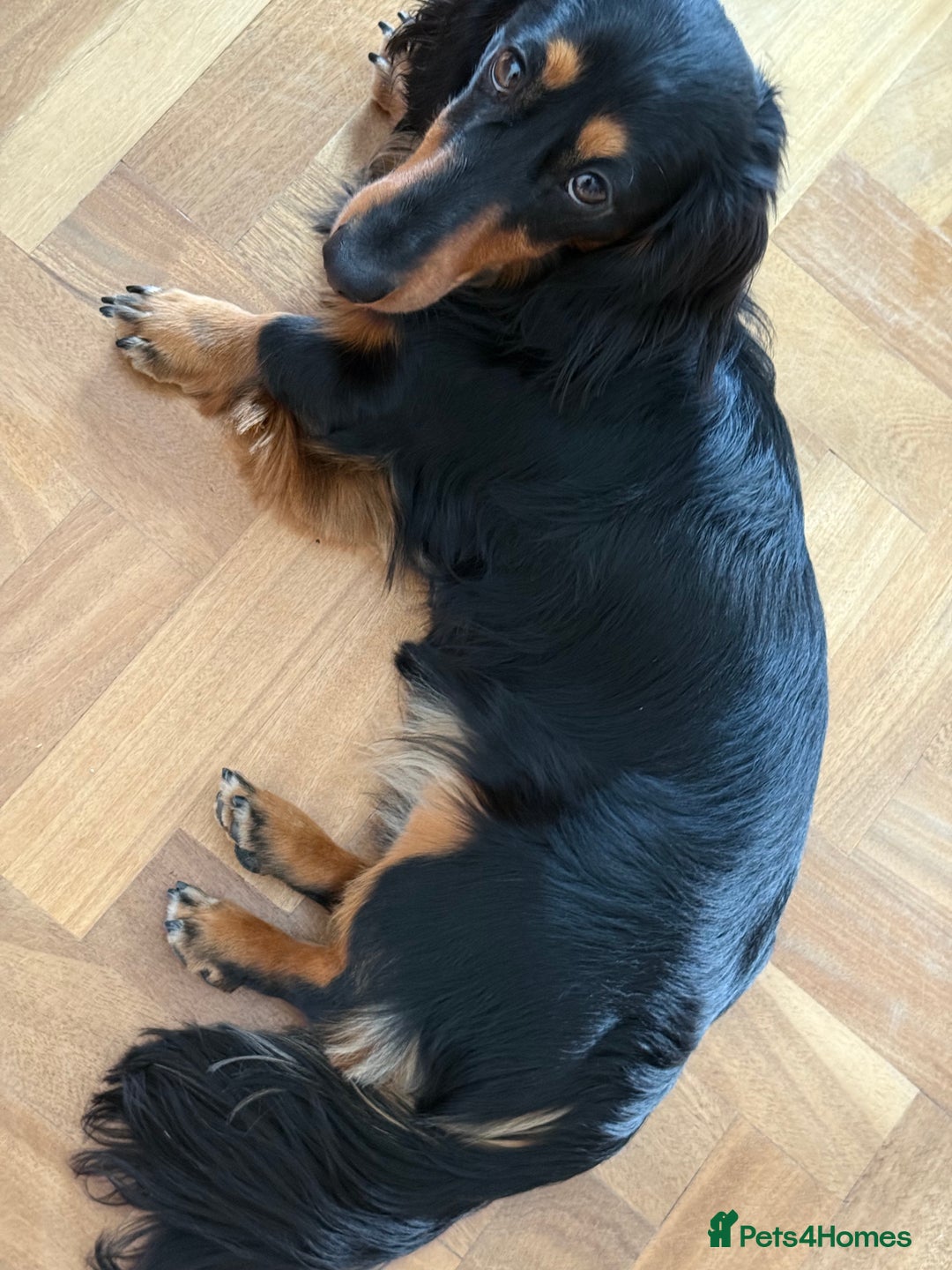 Miniature Dachshund dogs for sale: Family-Raised Miniature Long Haired Doxie Puppies - Image 4