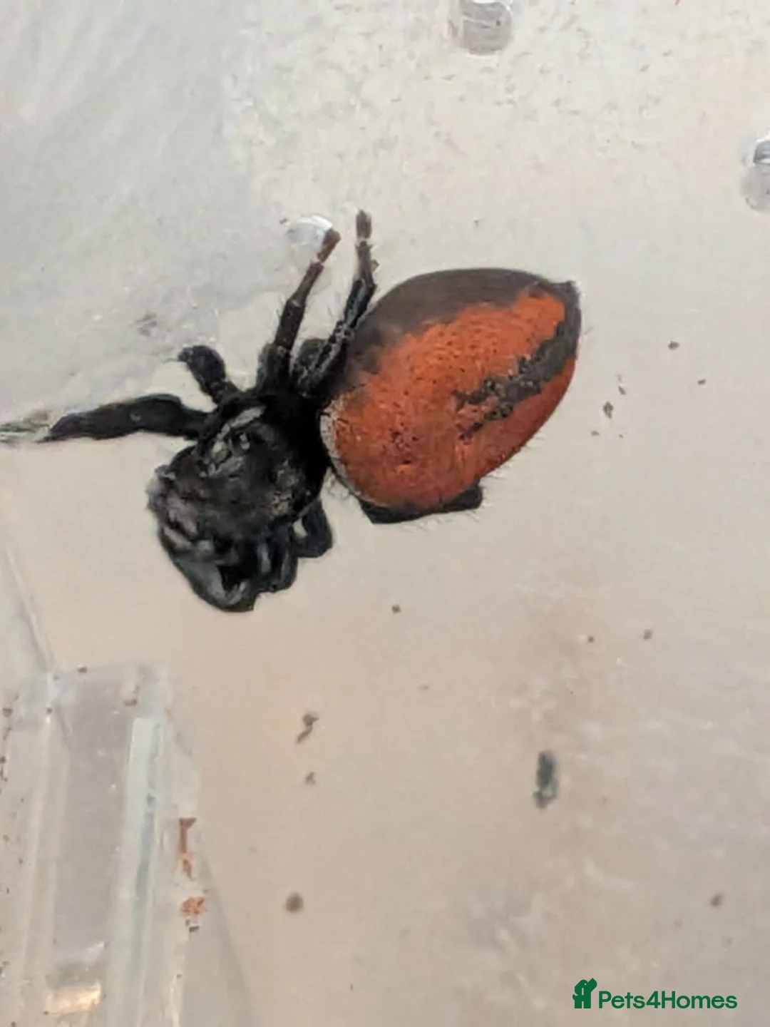 Spiders invertebrates for sale: Phiddipus carneus  - Advert 7