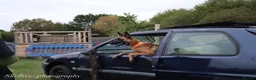 Belgian Shepherd Dog dogs for sale: Enzo- Mali - Advert 4