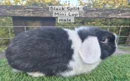 Mini Lop rabbits for sale: Various Adult  Mini Lops  - Image 7