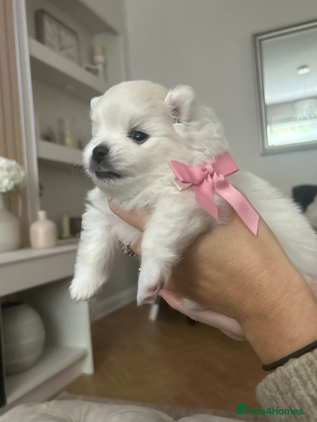 Pomeranian dogs for sale: Beautiful ** Pomeranian puppies  - Image 3