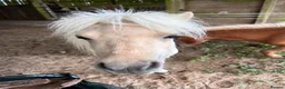 Shetland pony horses for sale: Adorable Miniature Shetland in Looe - Advert 7