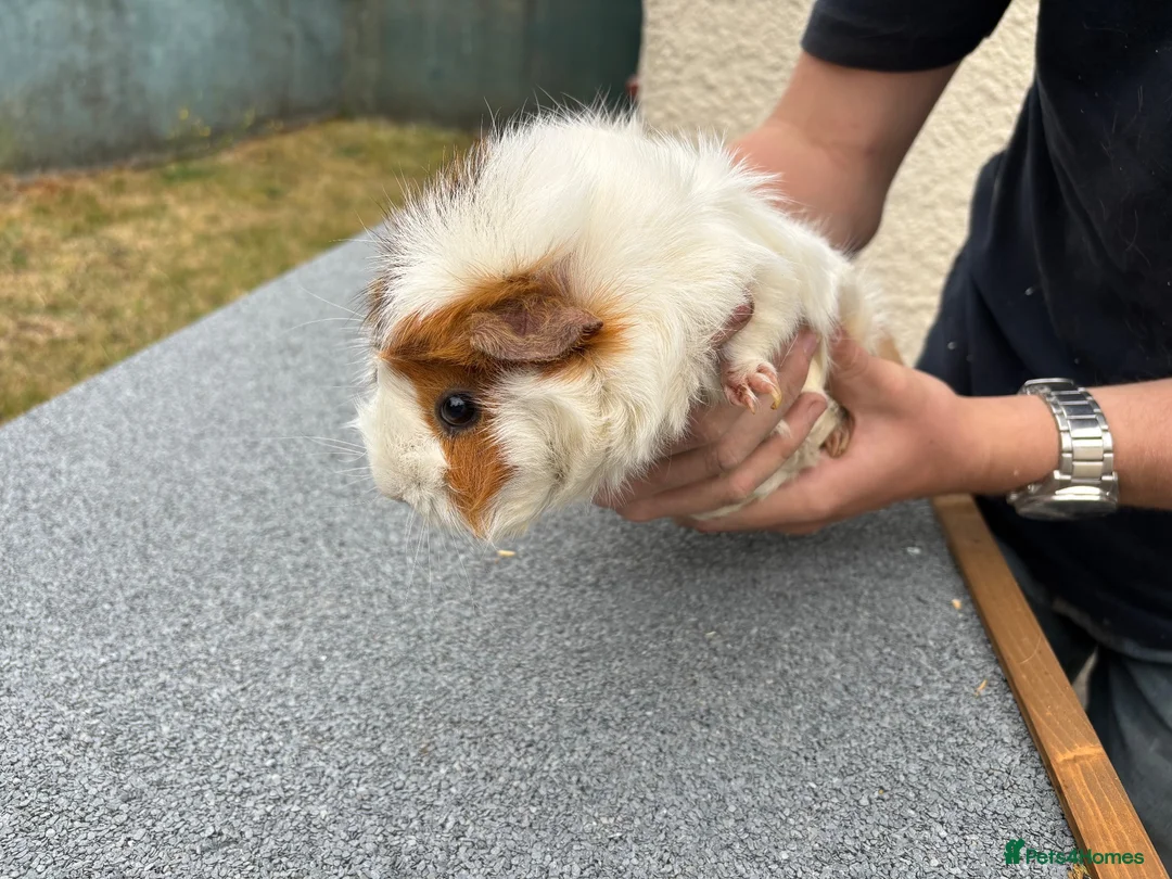 Guinea Pig rodents for sale: Guinea pigs for sale  in Caernarfon - Advert 2