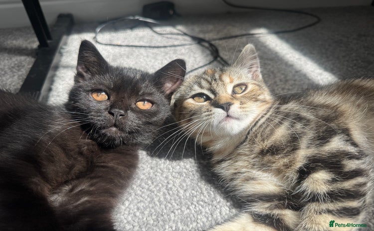 Persian cats in Maidstone - Advert 1