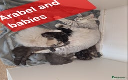 Siberian cats for sale: 2 Female Siberian kittens still available  - Image 4