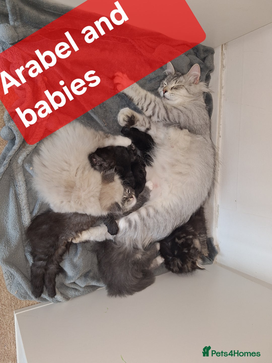 Siberian cats for sale: 2 Female Siberian kittens still available  - Image 4