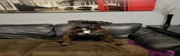 Boxer dogs for stud:  PROVEN KC Registered  Boxer Stud - Advert 9