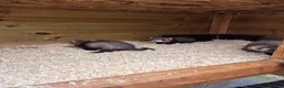 Ferret rodents for sale: Ferret kits for sale in Mansfield - Advert 6