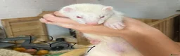 Ferret rodents for sale: Ferret kits for sale  - Advert 6