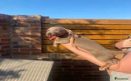 Dachshund dogs for sale: Beautiful Dachshund Puppies REDUCED  - Image 14