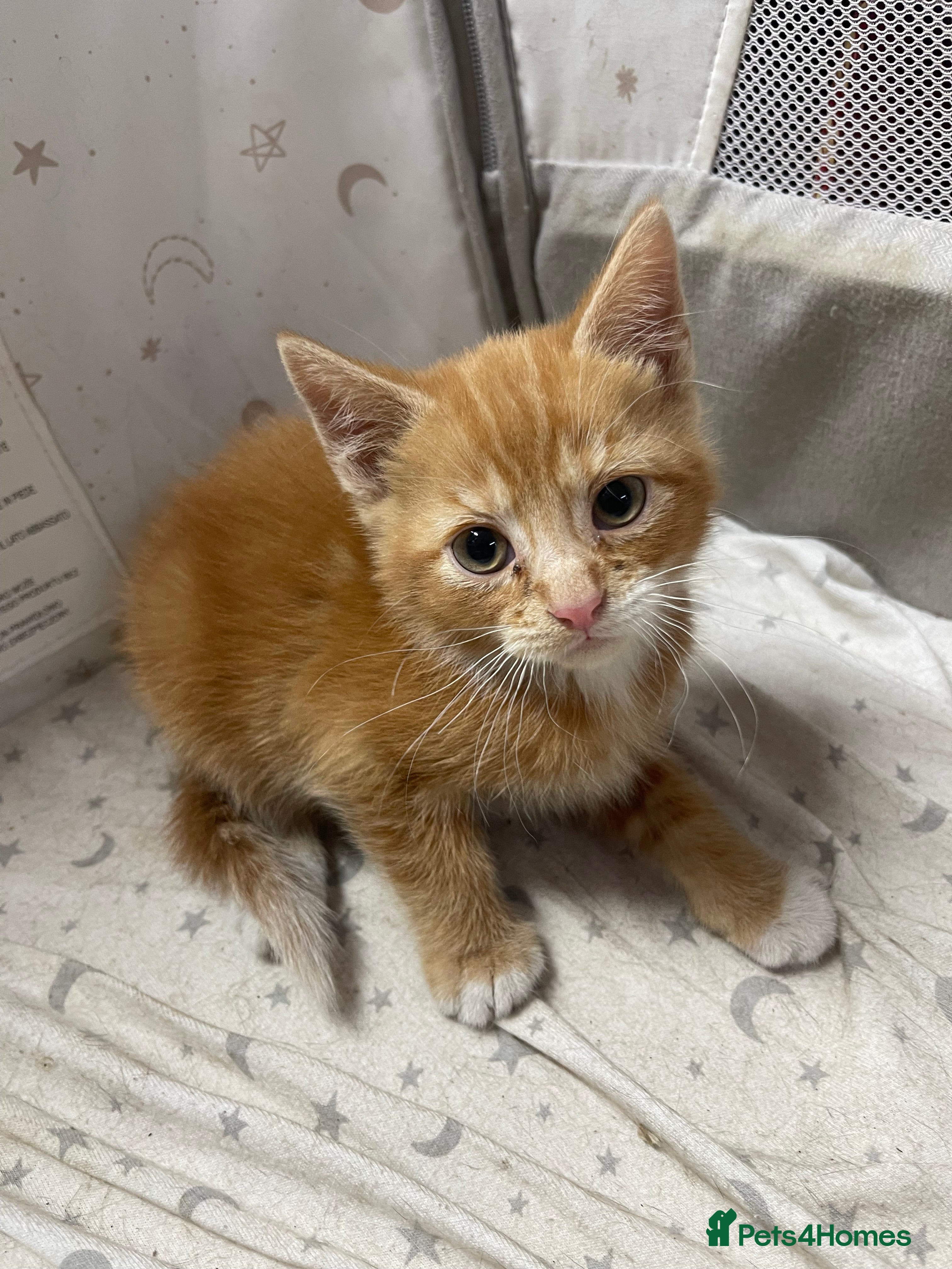 Mixed Breed cats KITTENS FOR SALE - Advert 2