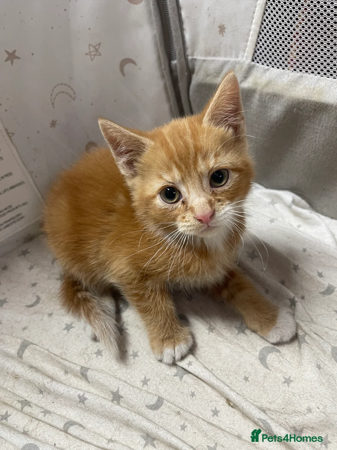 Mixed Breed cats for sale: KITTENS FOR SALE - Advert 1