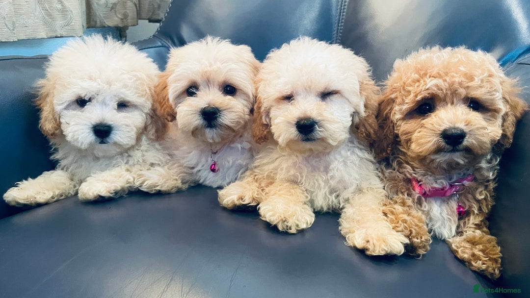 Maltipoo dogs for sale: Stuning Maltipoo Puppies Ready To Go - Image 11