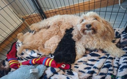 Cavapoo dogs for sale: Beautiful f1b Cavapoo puppies  - Image 10