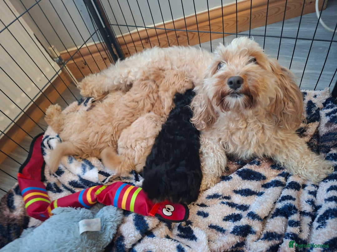 Cavapoo dogs for sale: Beautiful f1b Cavapoo puppies  - Image 10