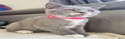 Scottish Fold cats for sale: Champion Line Scottish straight  - Advert 3