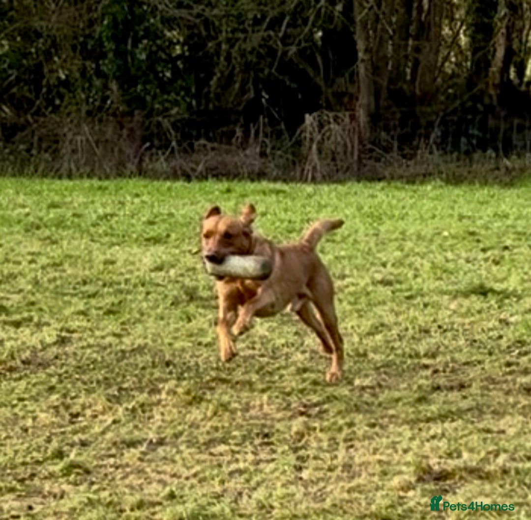 Labrador Retriever dogs for stud: STUNNING KC DARK FOX RED WORKING LABRADOR STUD DOG - Advert 4