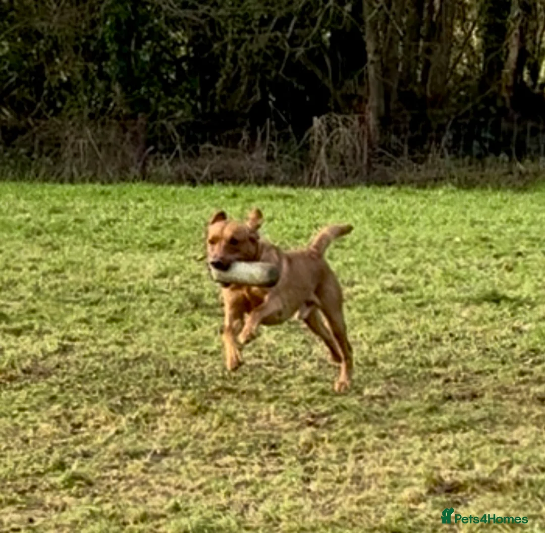 Labrador Retriever dogs for stud: STUNNING KC DARK FOX RED WORKING LABRADOR STUD DOG - Advert 5