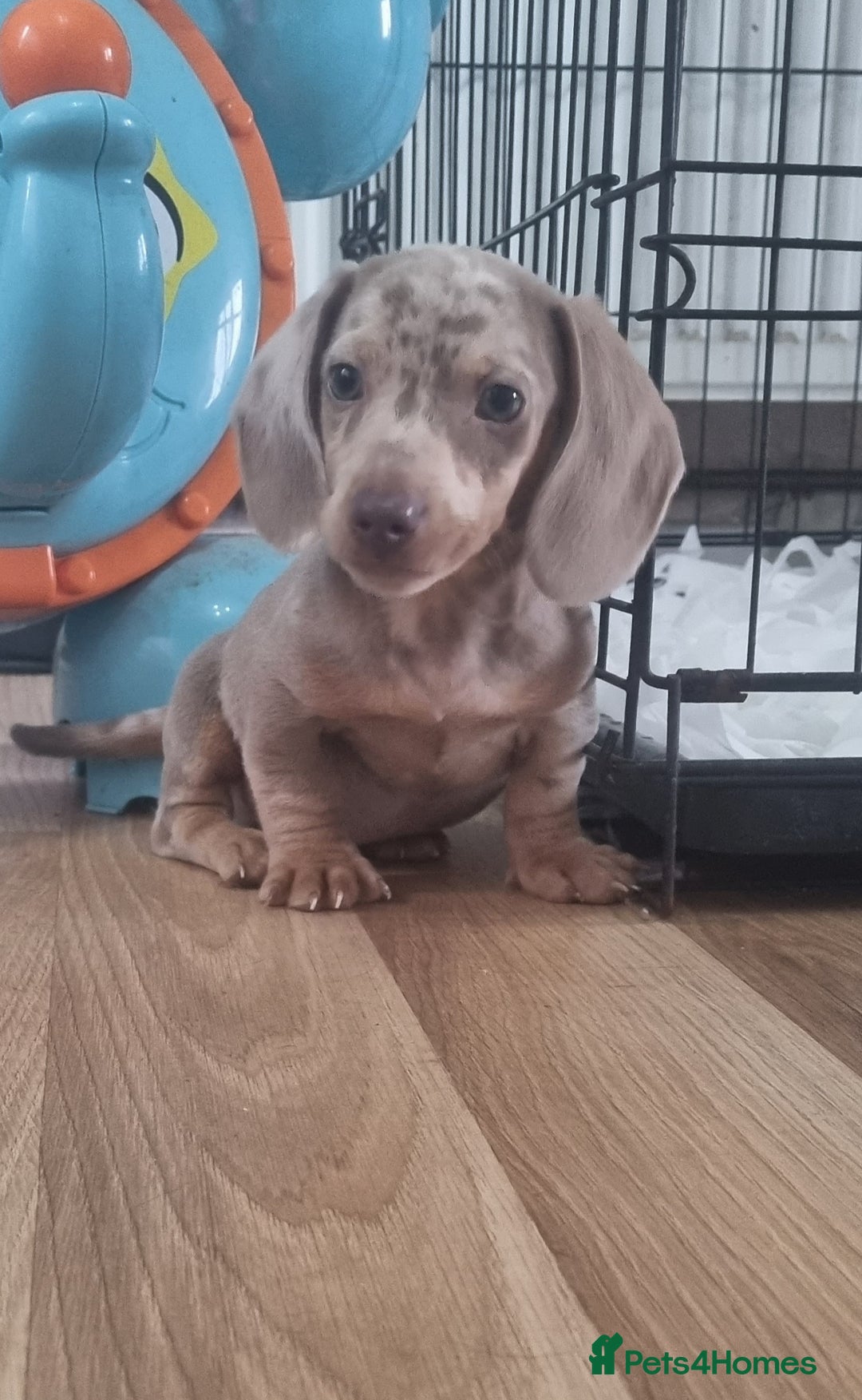 Dachshund dogs for stud: Isabella & tan dapple miniature dachshund  in Wolverhampton - Advert 3