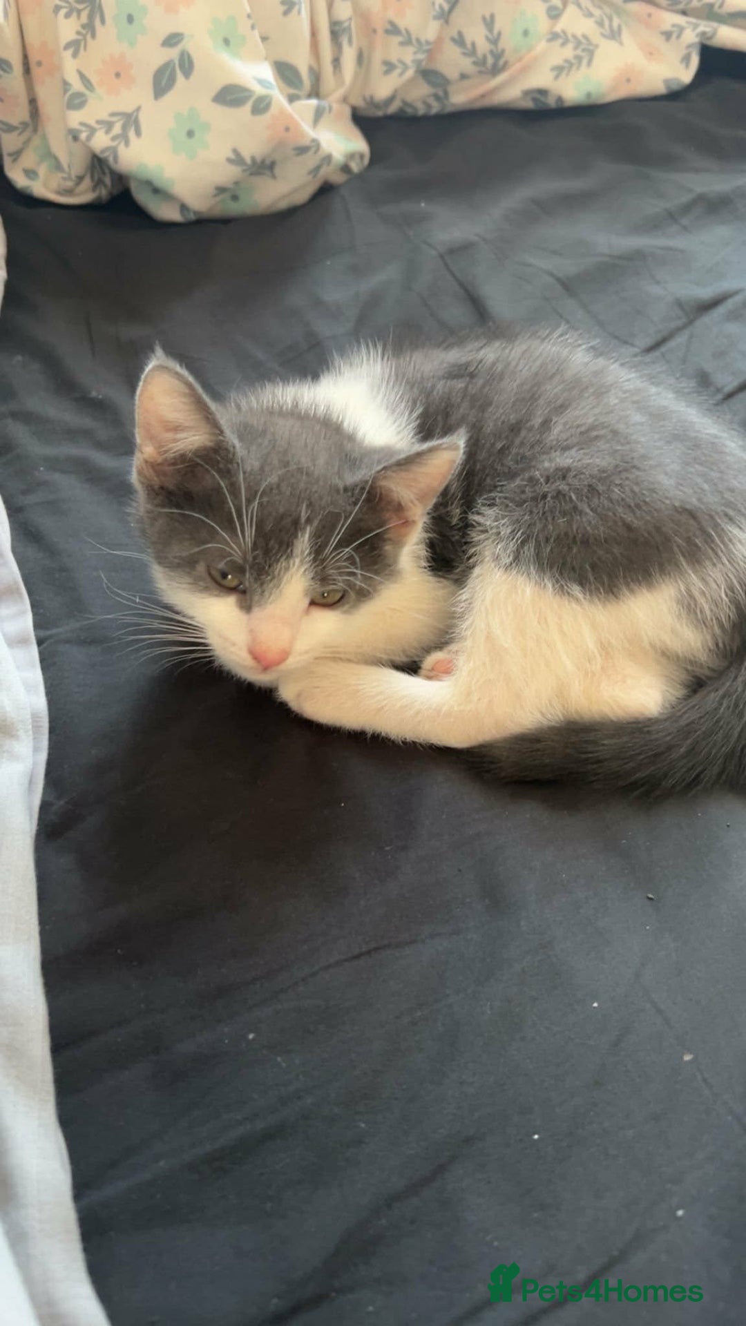 Mixed Breed cats for sale: 3 beautiful kittens for sale :)  - Advert 7