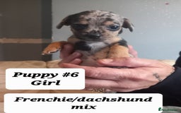 Mixed Breed dogs for sale: Frenchie/Dachshund puppies - Image 6