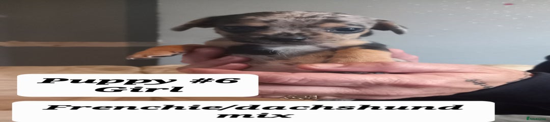  Puppy 6